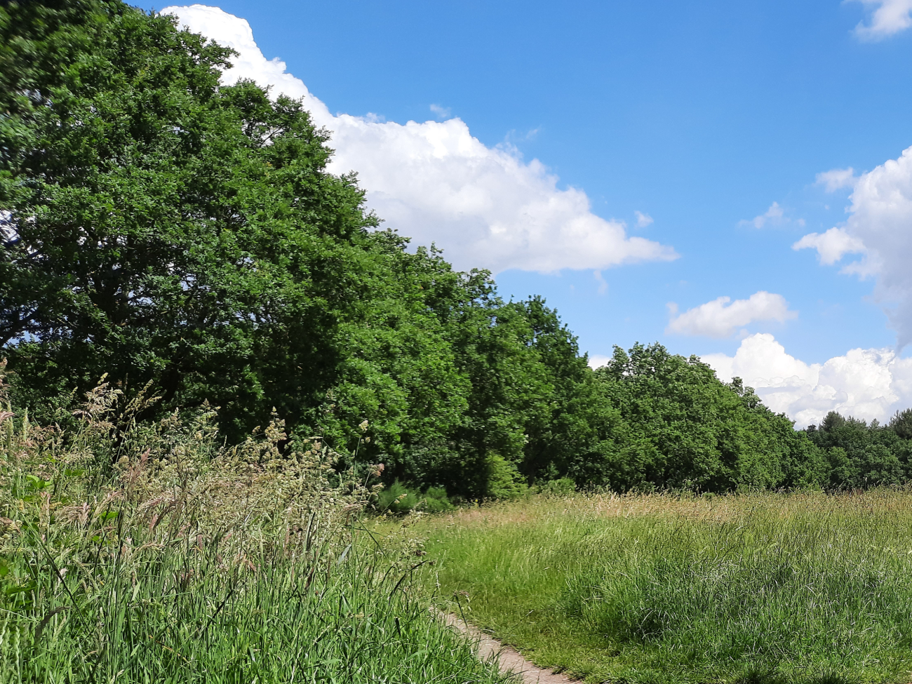 bosgebied de groote heide in venlo