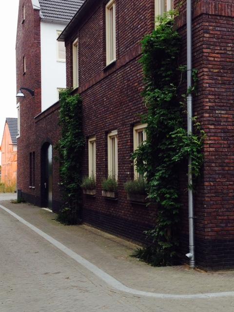 groene plant tegen rode muur Q4