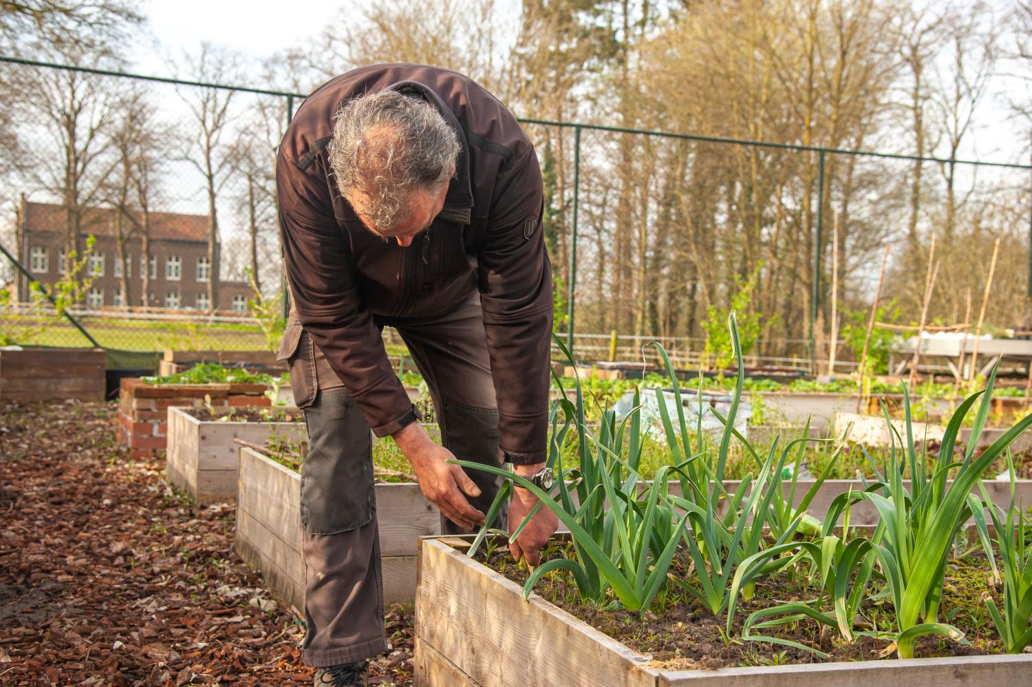 Man in groentetuin