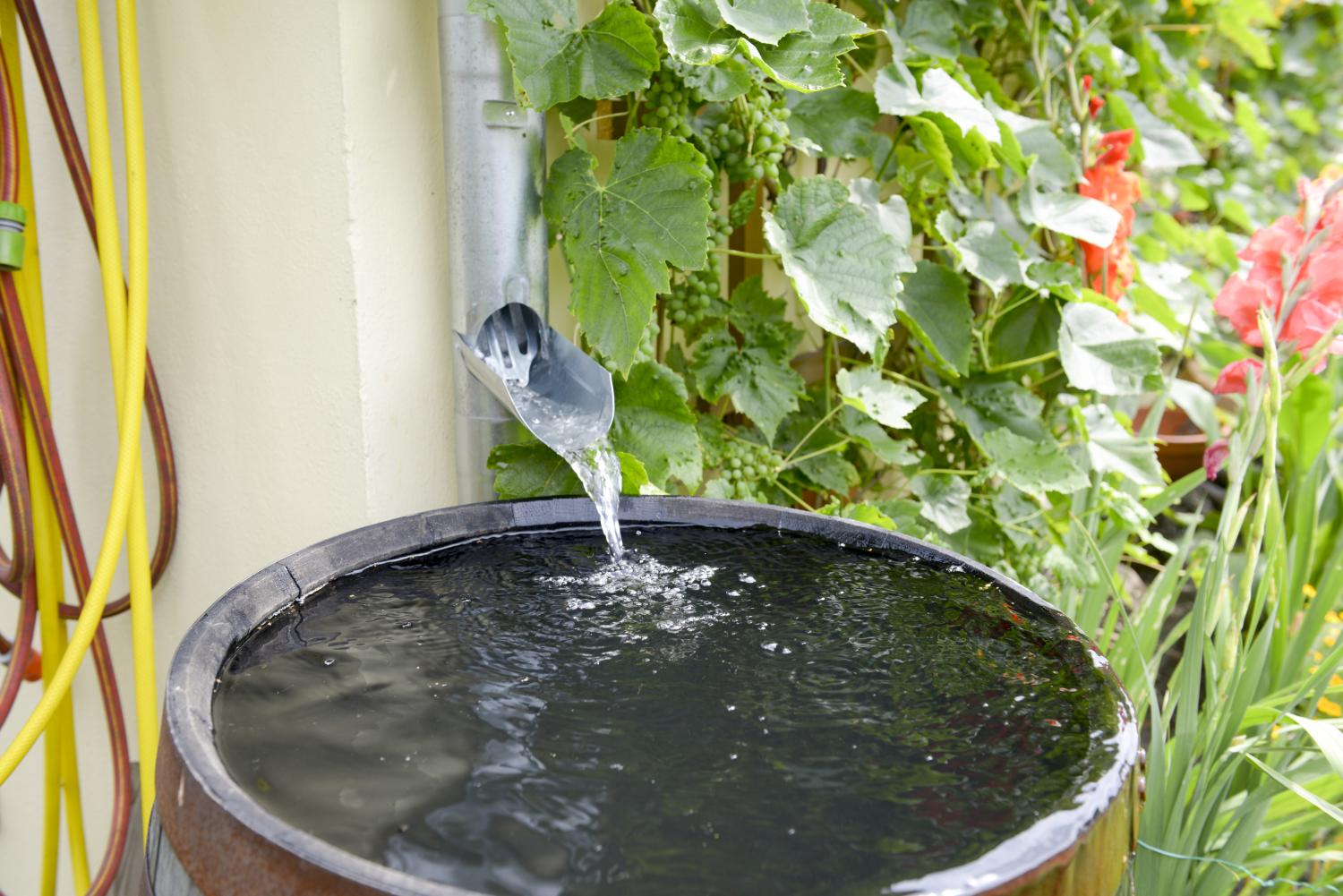 Een watergoot waarbij water in een regenton stroomt.