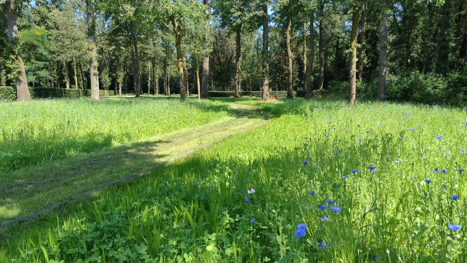 Groen pad met bomen en bloemen 