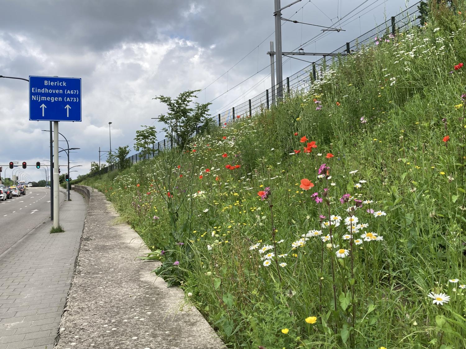 Bloeiende berm langs de weg 