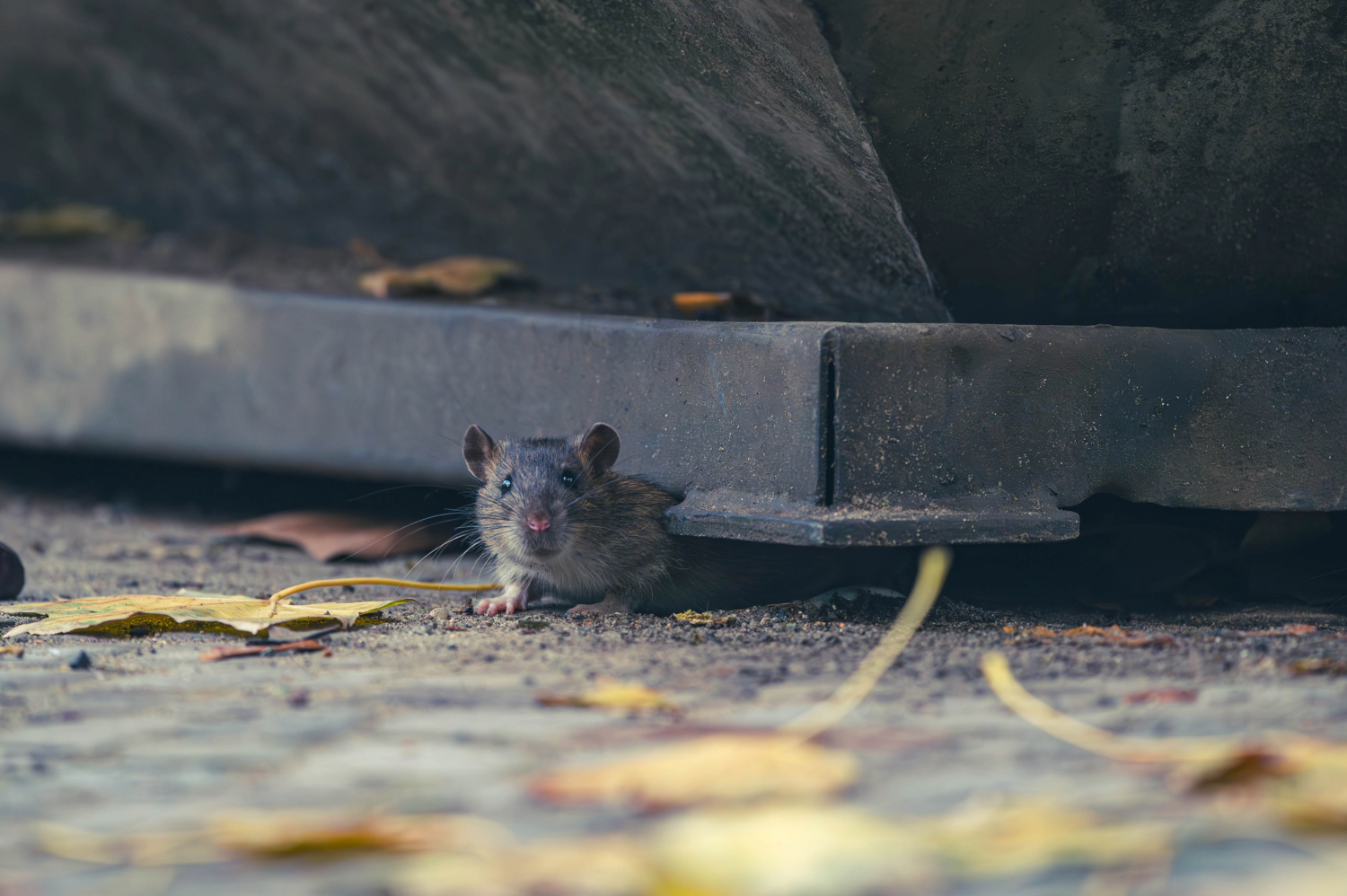 Een rat die onder een bak vandaan komt