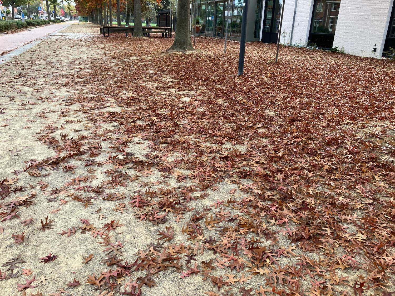 Herfstbladeren die op de grond liggen 