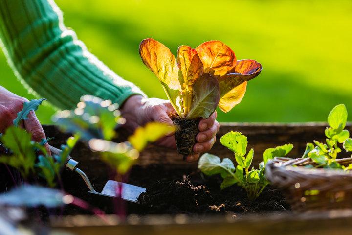 Foto dat iemand een plantje plant in een moestuin