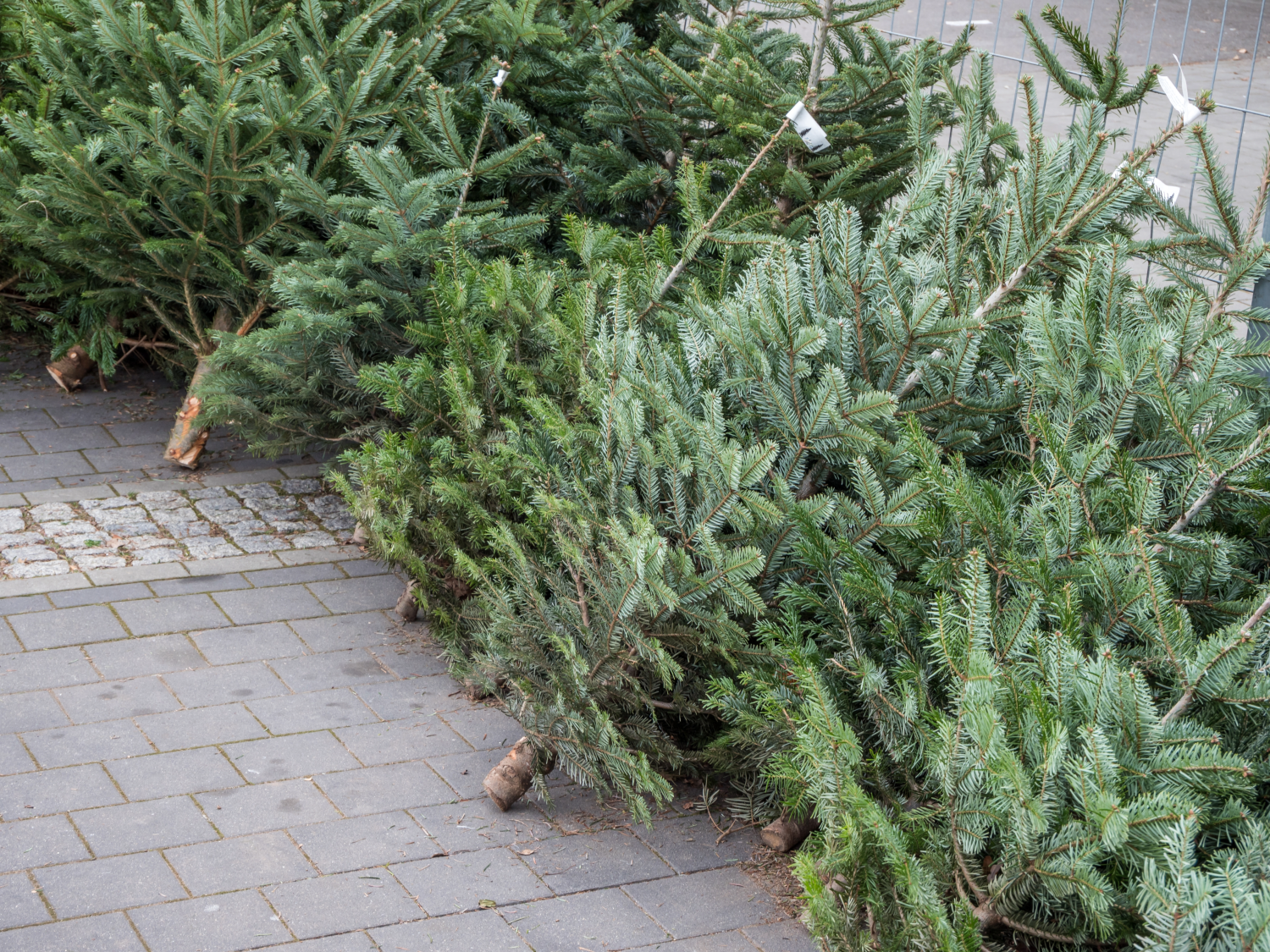 Kerstbomen