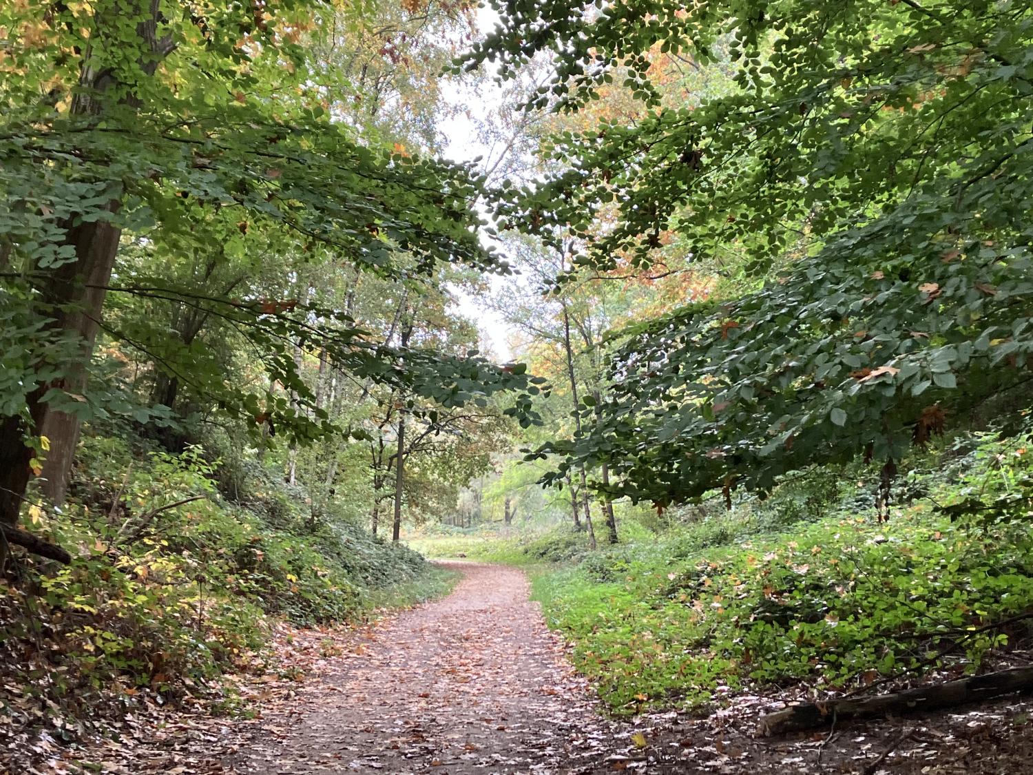 een bospad met bomen