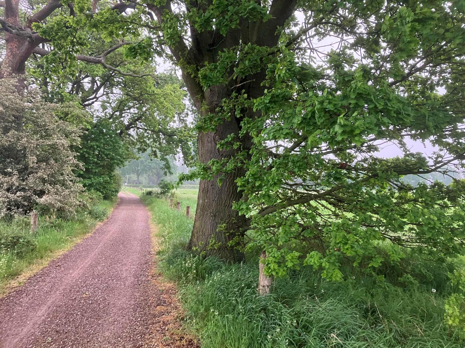 Bomen langs een onverharde weg