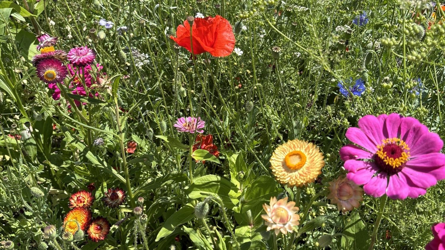 Wilde veldbloemen