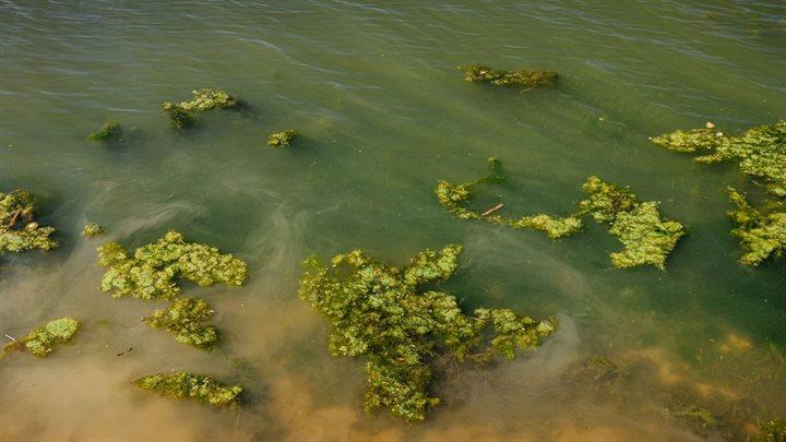 Blauwalg in het water