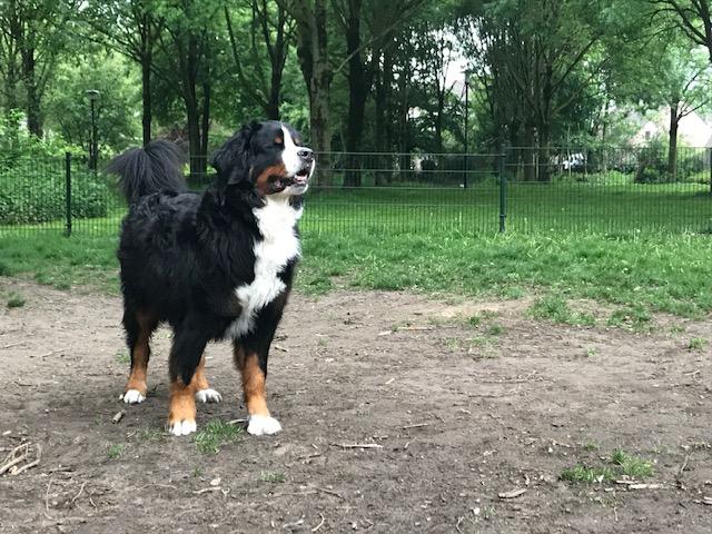 een hond in een veld