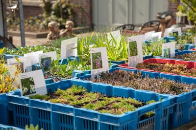 Bakken met tuin- en perkplantjes