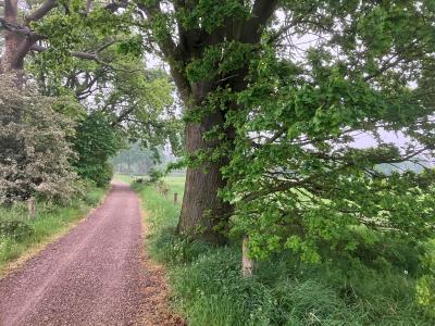 Bomen langs een onverharde weg