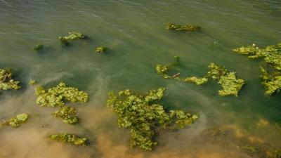 Blauwalg in het water