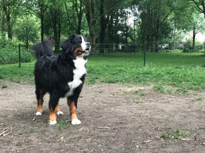 een hond in een veld